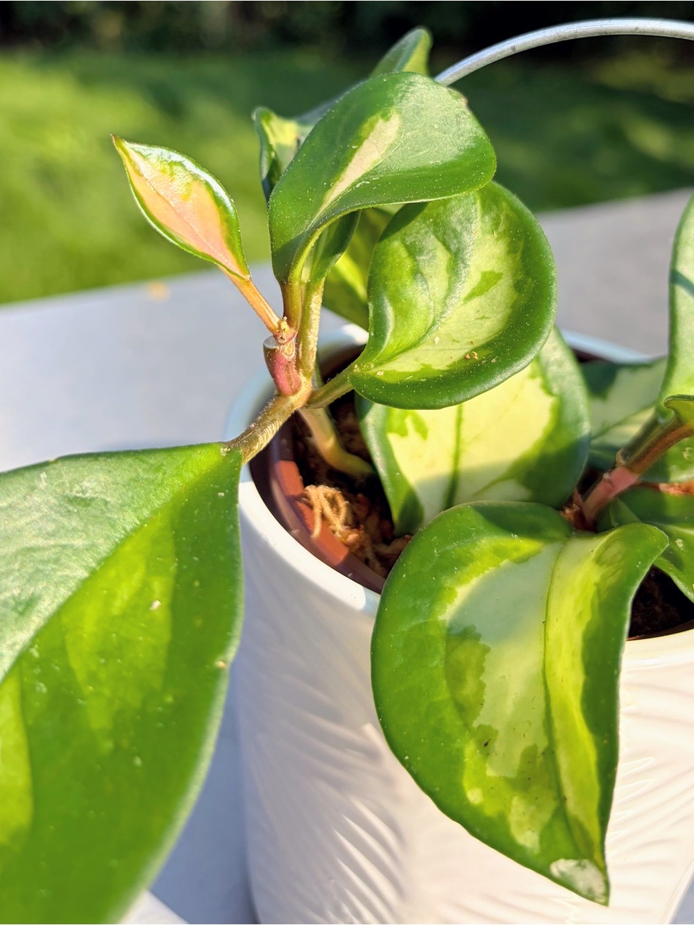 Carnosa Krimson Princess Hoya in 3in pot with a little trellis